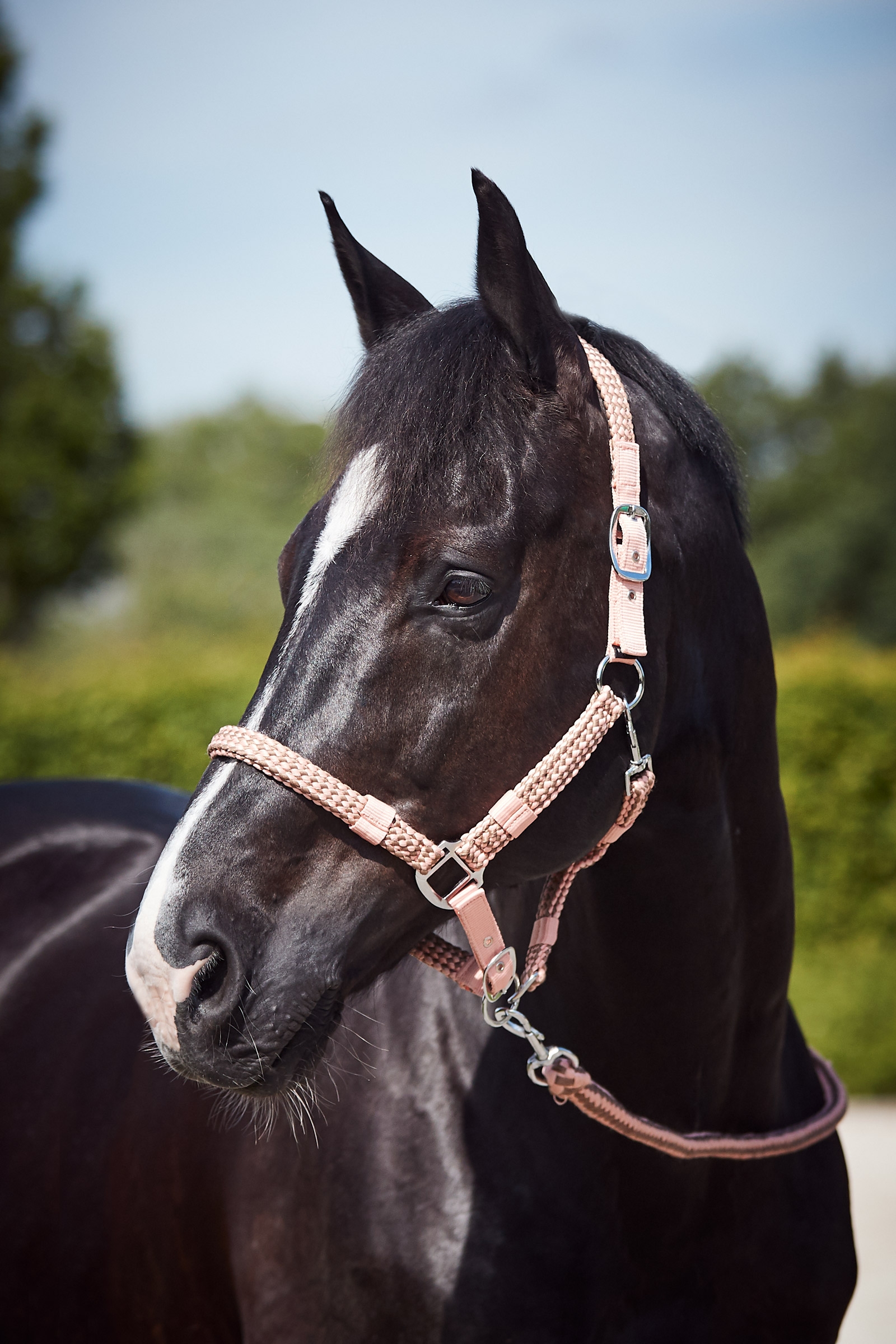 bewijs Vooruitzicht Jood Koop halsters & halstertouwen voor je paard nu | horze.nl