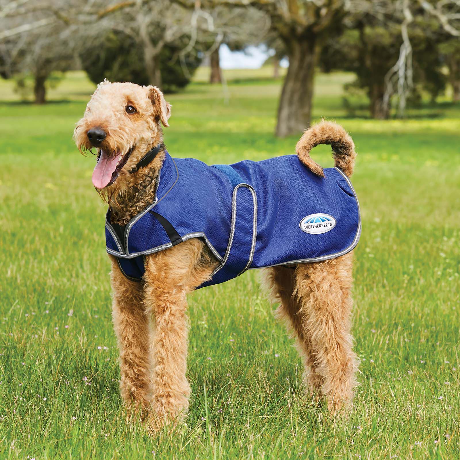 Weatherbeeta dog new arrivals