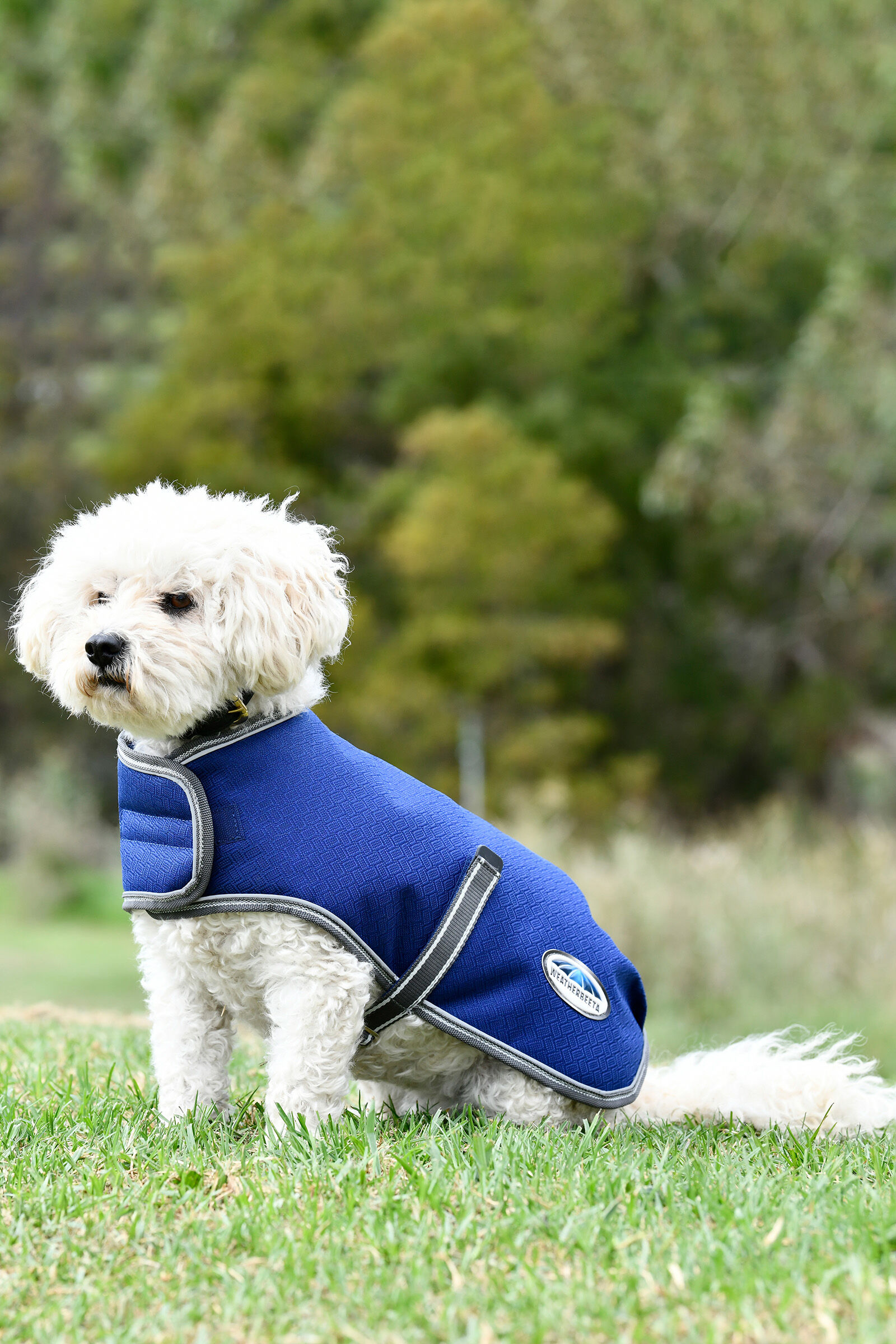Dog coat on sale