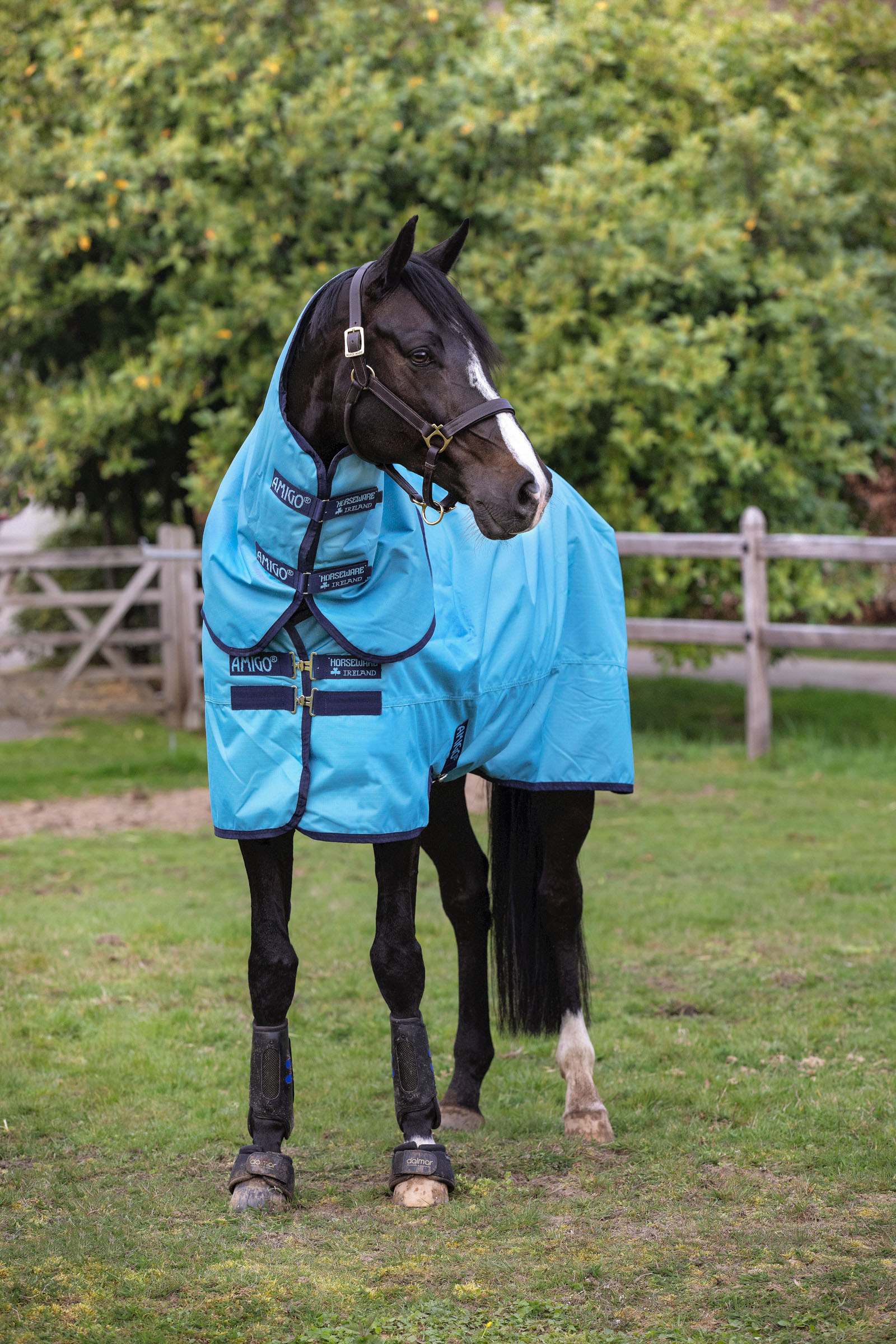 bioscoop Caius ambulance Koop Horseware Amigo Hero Ripstop Plus Deken, 100 grams | horze.nl