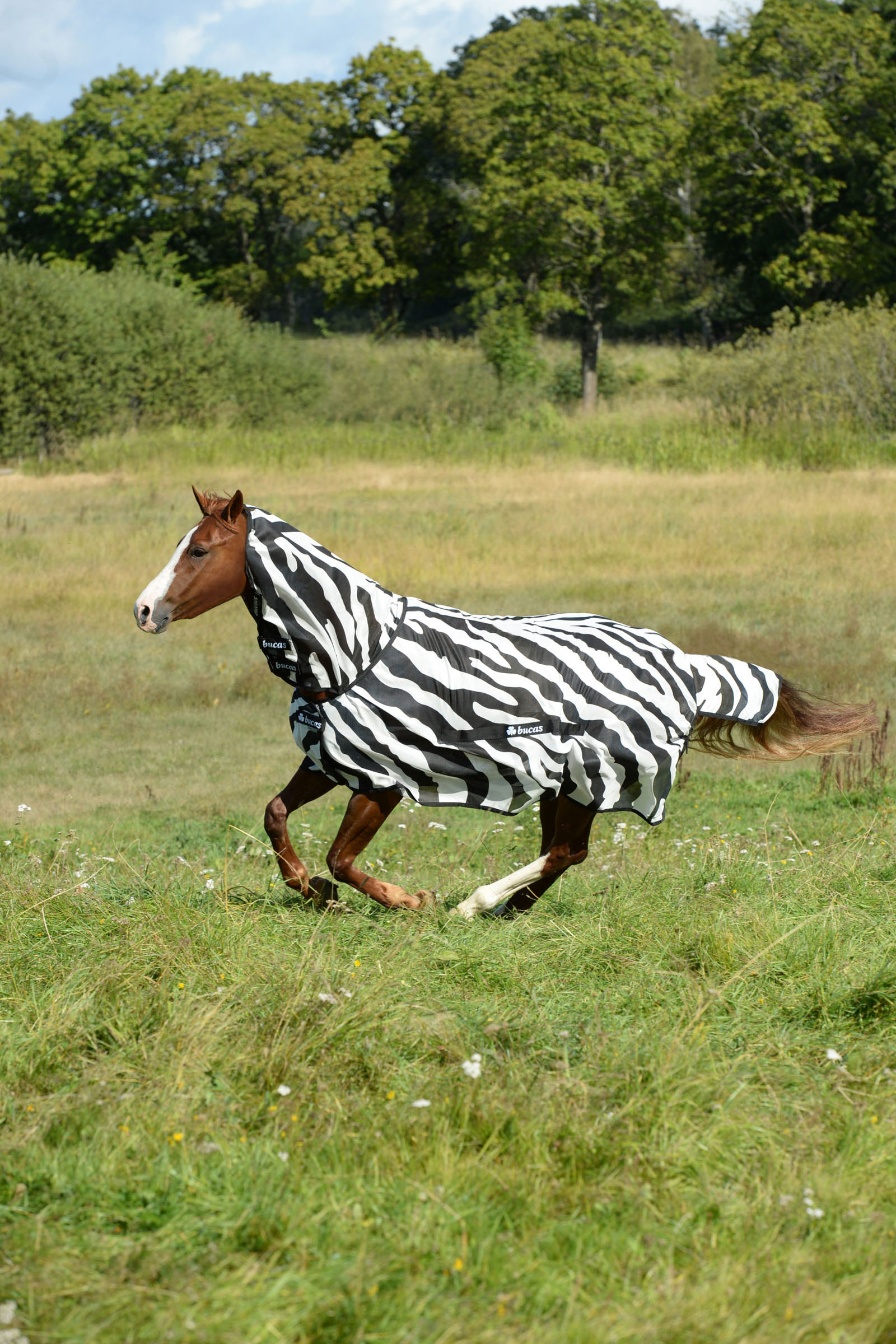 Moderniseren Eik Vervelen Koop Bucas Buzz-Off Zebra deken | horze.nl