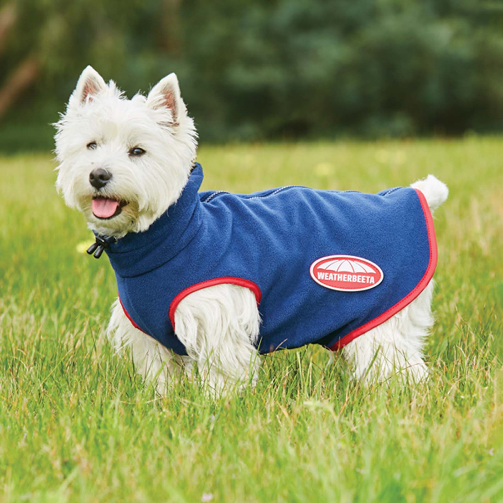 Weatherbeeta dog hot sale