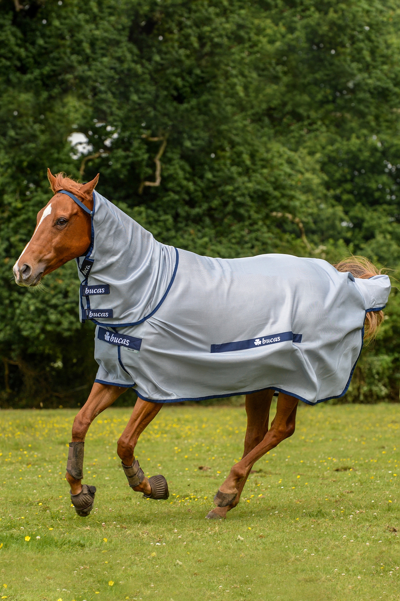 rekken Leidingen jogger Koop Buzz-Off Ponydeken met Vaste Hals | horze.nl