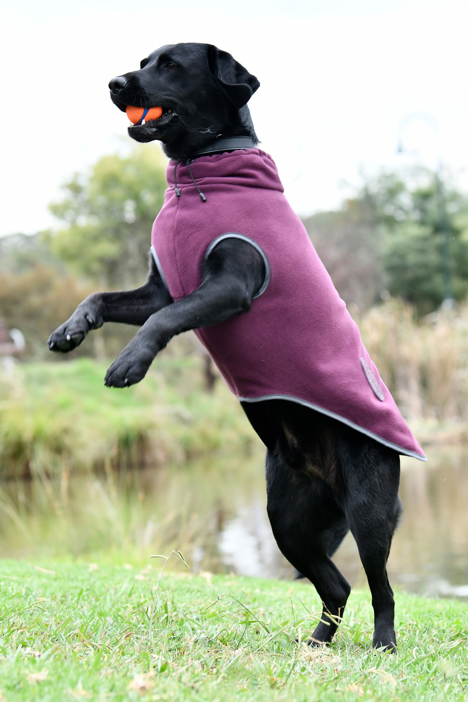 Dog coats discount with zips