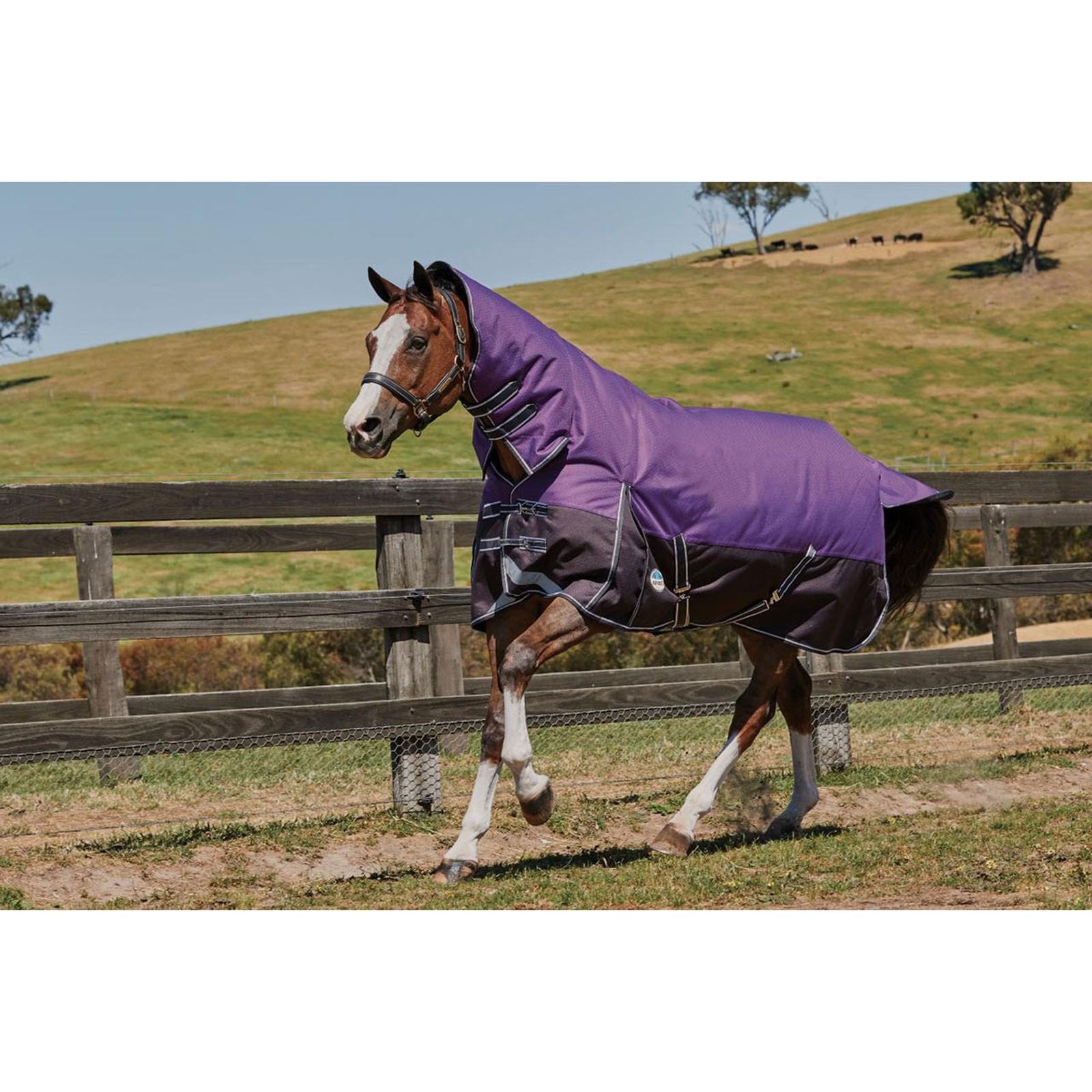 Toestemming Hangen veiligheid Koop WeatherBeeta ComFiTec Plus Dynamic Combo Deken met Vaste Hals,  Medium/Lite 100g | horze.nl