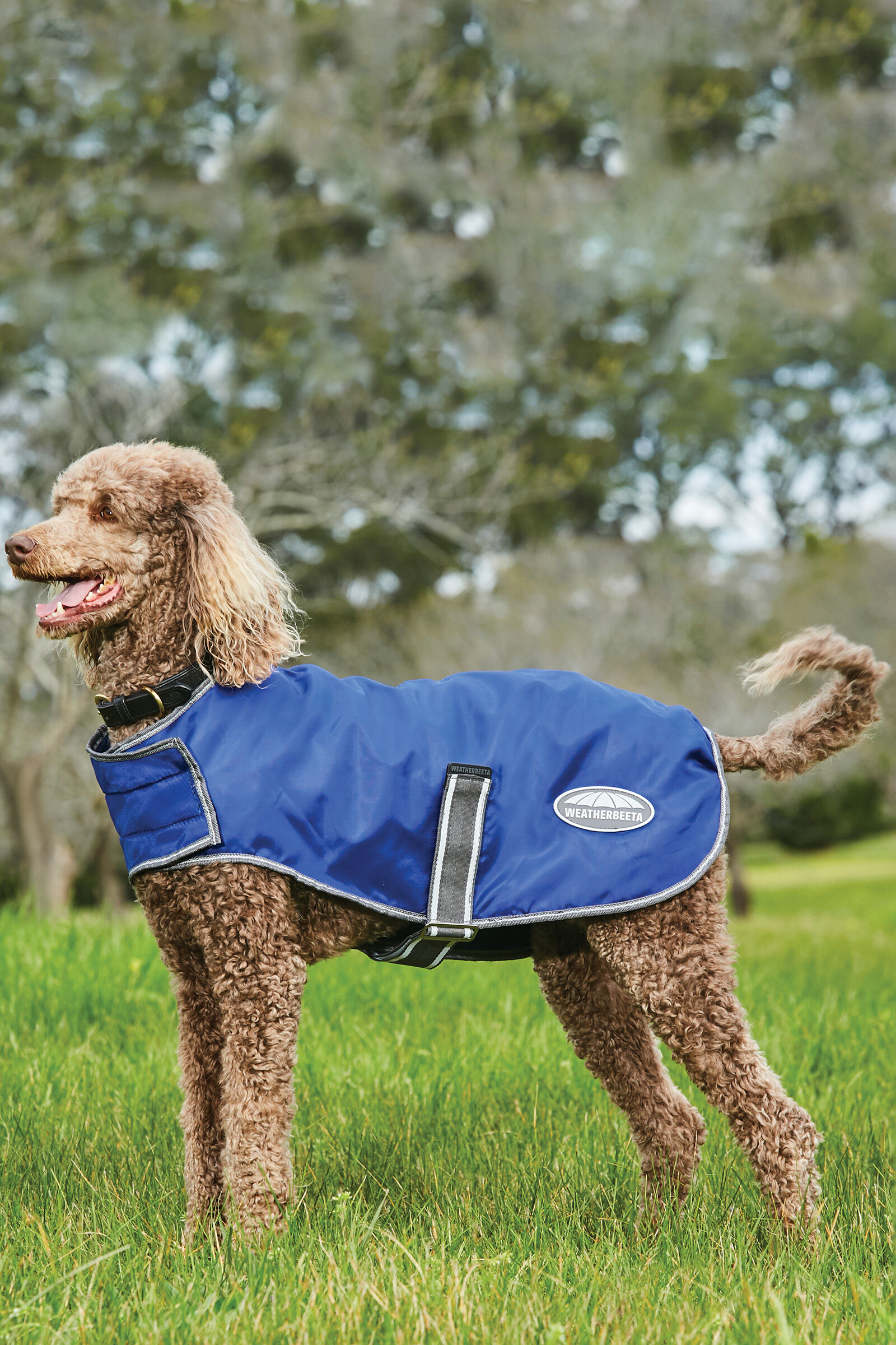 Weatherbeeta dog hot sale