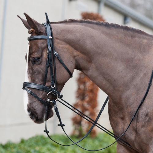 verwijderen pil klassiek Paarden longeren - hoe doe je het goed | Horze Magazine